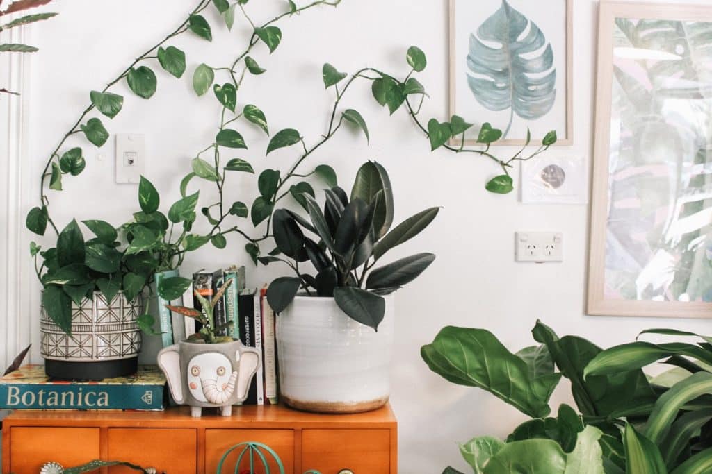 4 trucs pour garder ses plantes en vie 1 Article Maison plantes